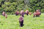 Photo: BIG BONE LICK STATE PARK